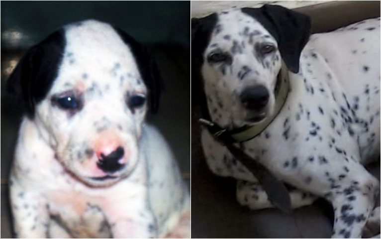 Vor und nach den Hunden unserer Leser