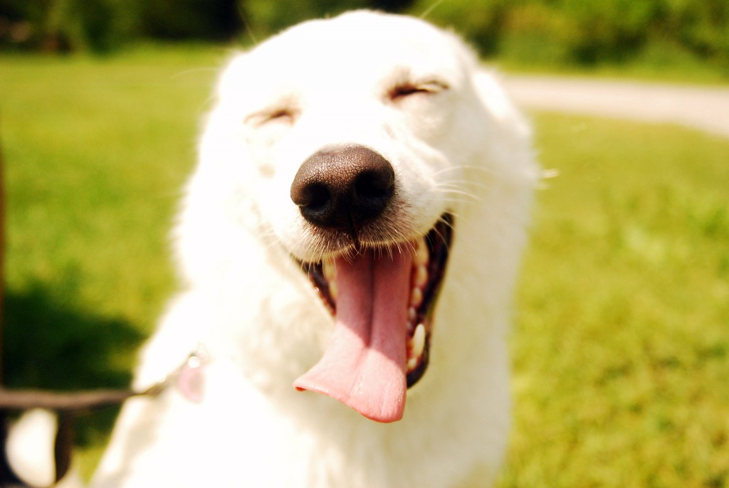40 Wege, um Ihren Hund glücklicher zu machen