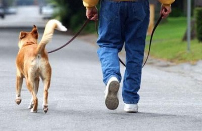 Warum ich mit meinem Hund spazieren gehen sollte - Die Bedeutung des Spaziergangs mit dem Hund