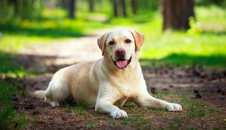 Unterschiede zwischen Labrador und Golden Retriever