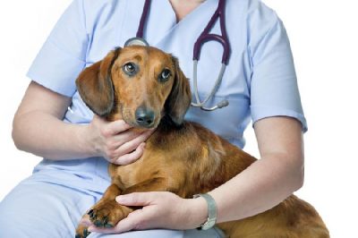 Nierenversagen bei Hunden: Ursachen, Symptome und Behandlung