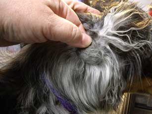 Wie Sie Ihr Haar entwirren und Knoten entfernen