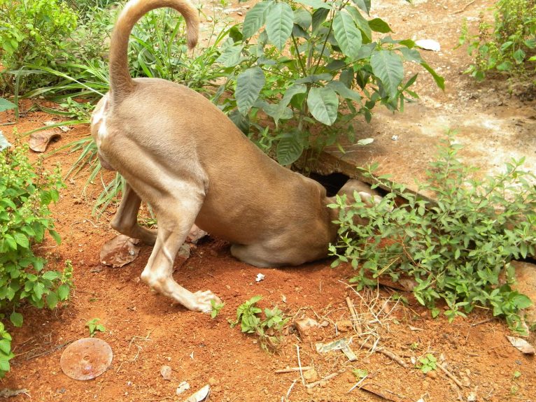 8 consells perquè el teu gos deixi de cavar forats al jardí