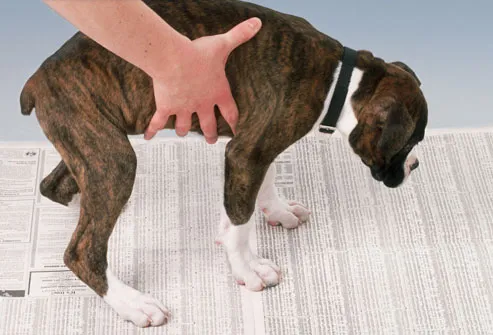 Hvordan lære hunden å tisse og bæsj på rett sted