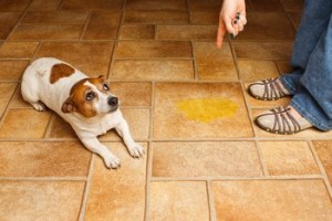Wie man den Boden von Hundepisse und -kot befreit