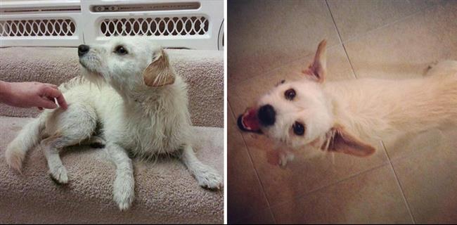 Vorher und nachher: 13 Fotos zeigen, wie eine Adoption streunenden Hunden Gutes tun kann