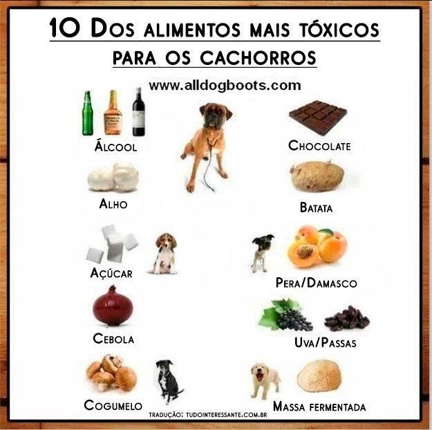 Alimente toxice pentru câini