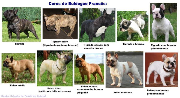 Colors permesos i prohibits a la raça Bulldog francès