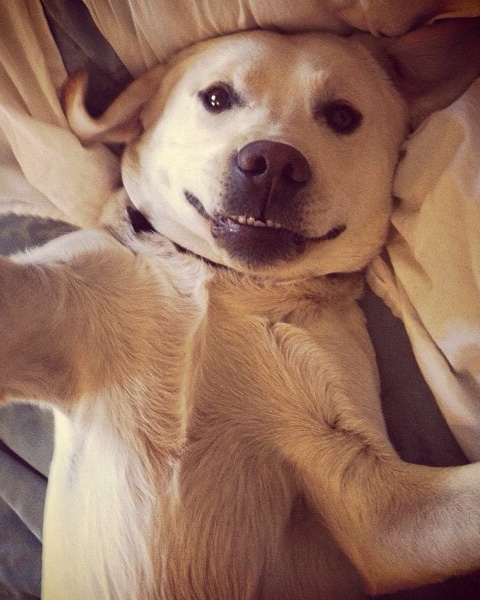 Hunde machen Selfies