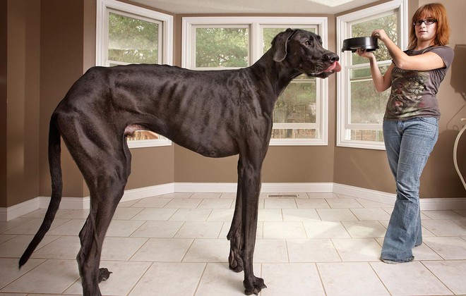 世界最大の犬