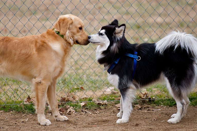 چرا سگ ها بینی یکدیگر را می لیسند؟