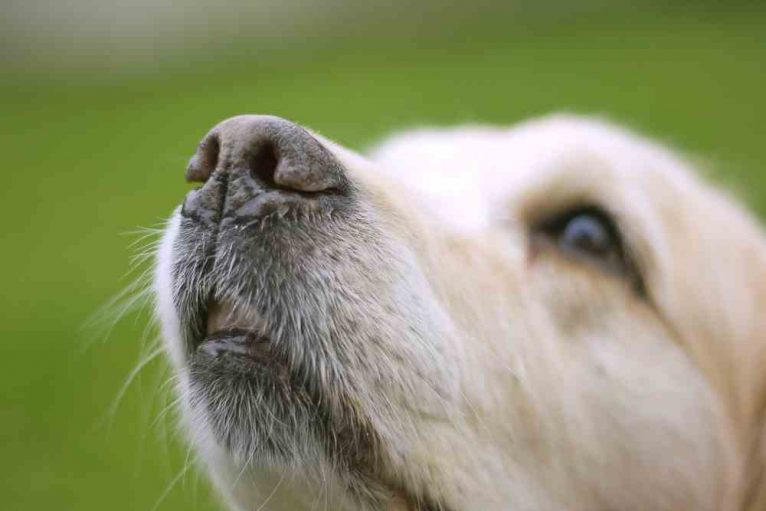 개 수염에 관한 8가지 재미있는 사실