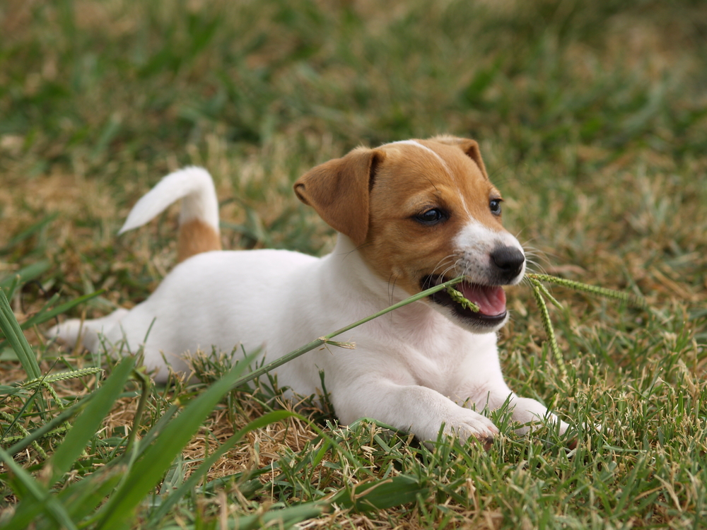 zašto psi jedu travu