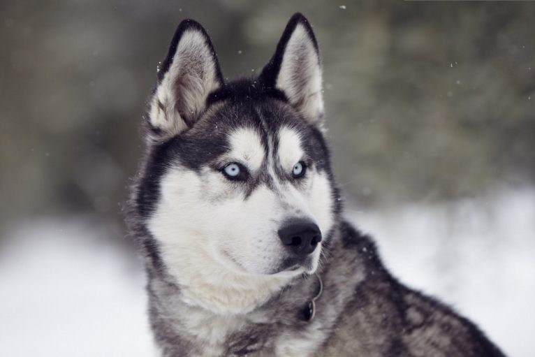 Différences entre le Husky sibérien et l'Akita