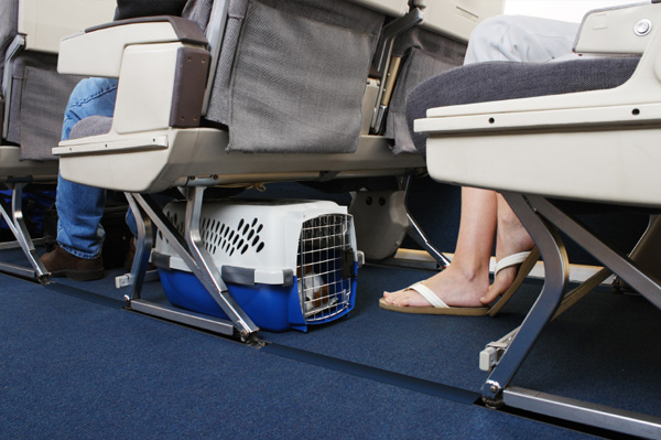 Wie Sie Ihren Hund mit ins Flugzeug nehmen