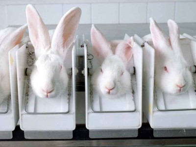 25 razloga da budete protiv testiranja na životinjama