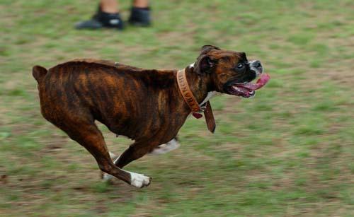 Meriv çawa kûçikek ku wenda bûye an reviyaye vegerîne