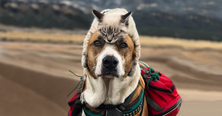 کتا یا بلی - آپ کے لیے کون سا صحیح ہے؟