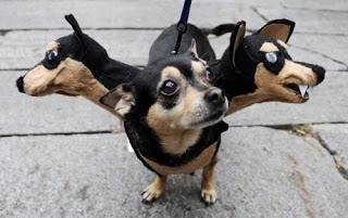 18 kostuums voor honden voor carnaval