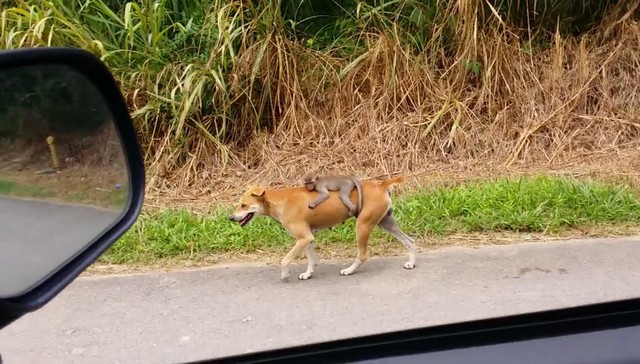 Un chien surpris en train de porter un singe sur son dos