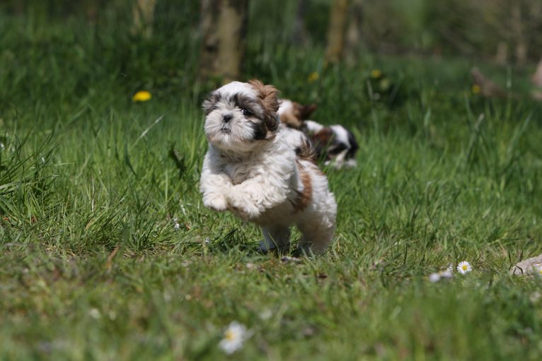 シーズーが最もかわいい犬の1つであることを証明する10枚の写真