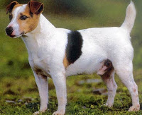 Tot sobre la raça Jack Russell Terrier