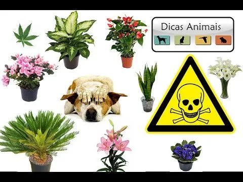 犬に有毒な植物