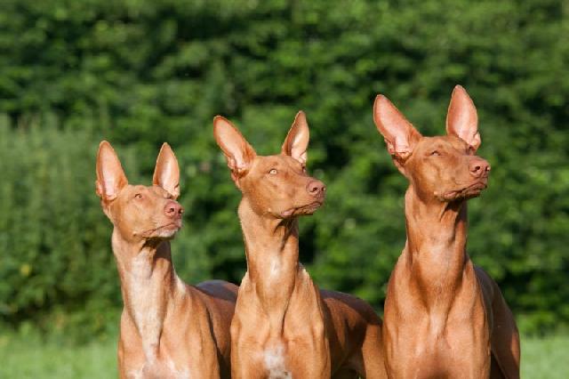 Top 10 das razas de cans máis caras do mundo