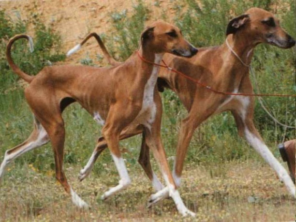 11 races de gossos que no coneixíeu