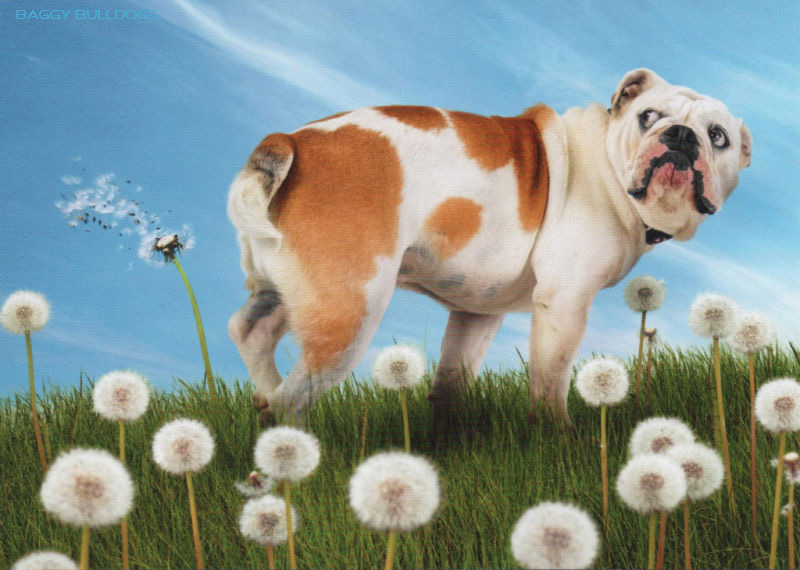 25 Gründe, warum Sie keine Bulldogge (Englisch oder Französisch) haben sollten