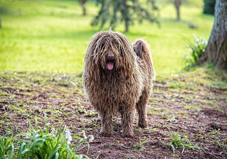 世界で最も奇妙な10の犬種