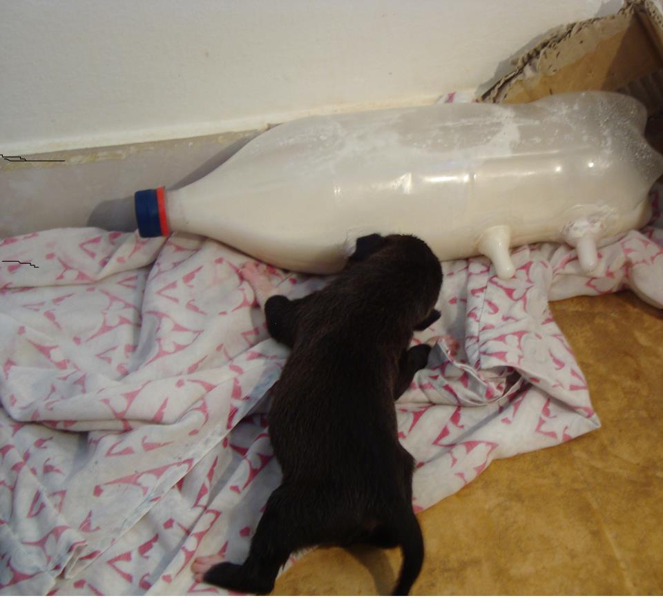 生まれたばかりの孤児犬に母乳を与える方法