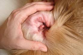 Otitis Canine - sabab, gejala, diagnosis sareng pengobatan
