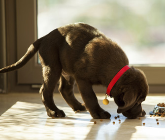 Per què el gos treu el menjar de l'olla per menjar lluny?