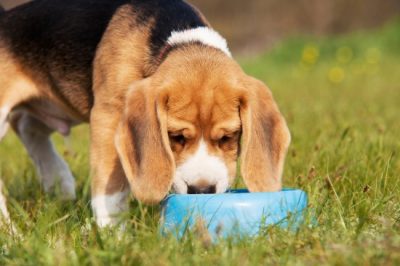 14 regles a seguir a l'hora d'alimentar el vostre gos