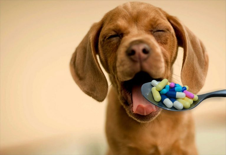 3 Medikamente, die Sie Ihrem Hund niemals geben sollten