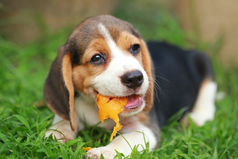 Els gossos poden menjar mangos?