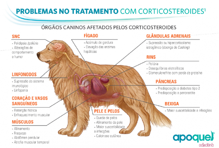 Կորտիկոստերոիդները կարող են ազդել ձեր շան 10-ից ավելի օրգանների վրա