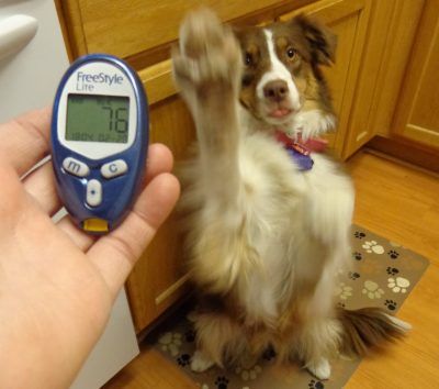 犬の低血糖