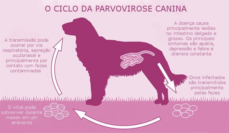 Köpək parvovirusu