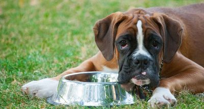 Fins a quina edat menja menjar per a cadells el gos?