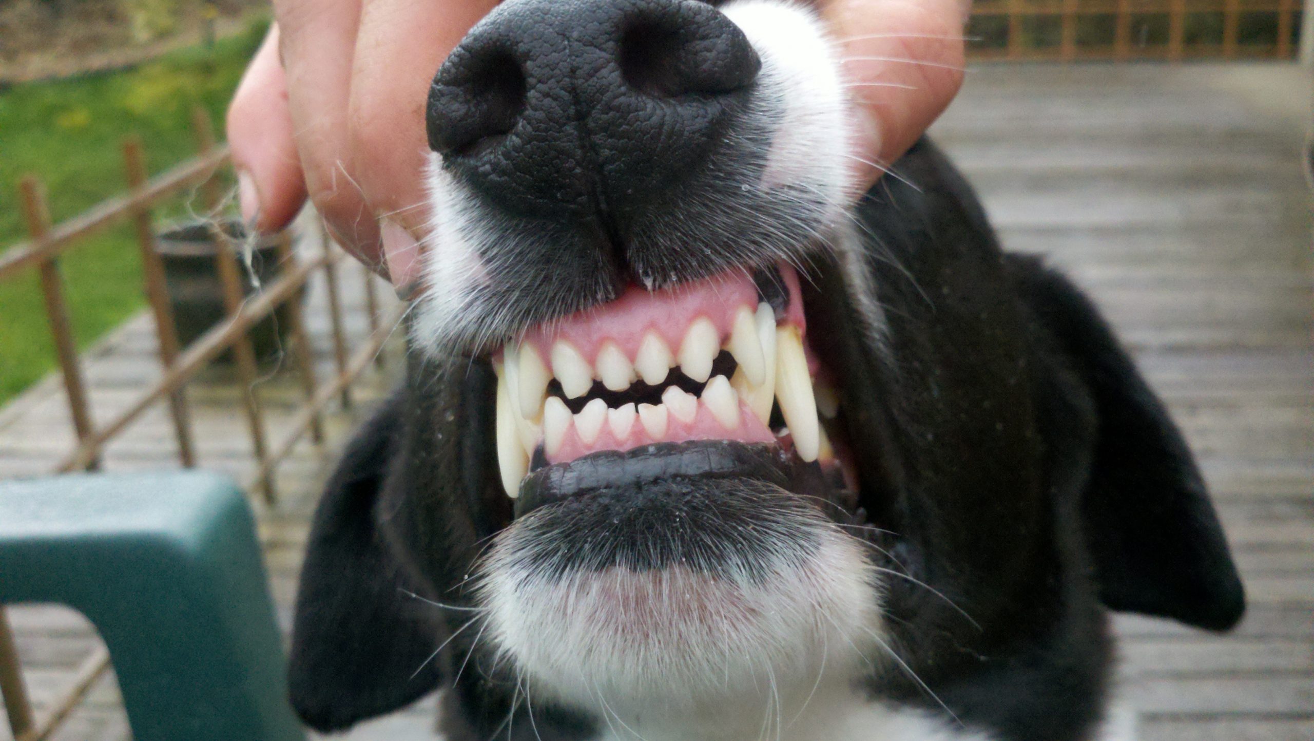 Gingivitis en parodontitis bij honden