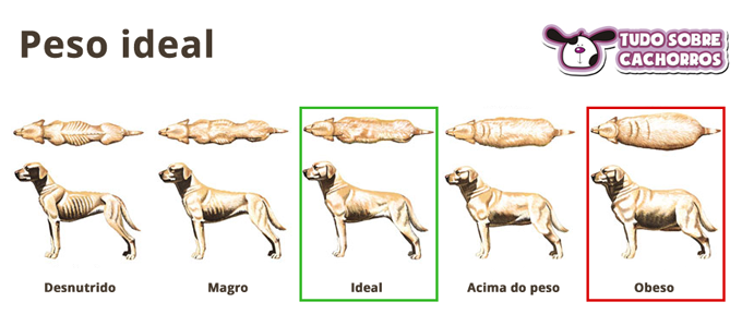 Jak přibrat štěně na váze