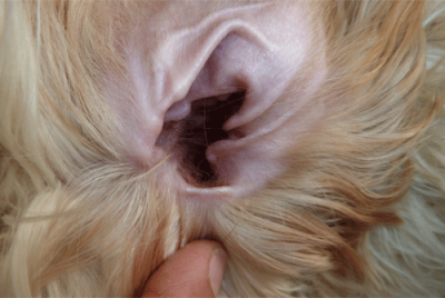 Com netejar les orelles del gos