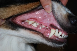 犬の歯痛の見分け方 - 症状と治療法