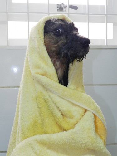 အလွန်အကျွံ ရေချိုးခြင်းသည် ခွေးများအတွက် မကောင်းပါ။