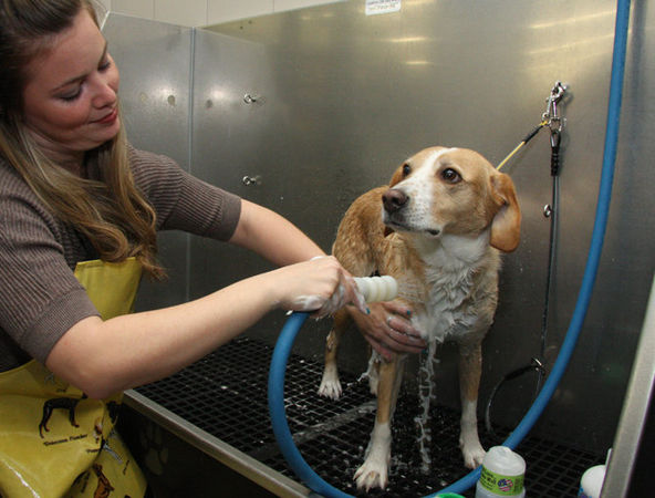 Vorsicht beim Baden von Hunden in Tierhandlungen