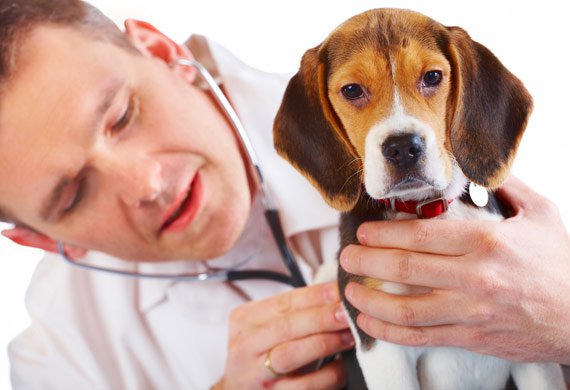 11 tanda Anda perlu membawa anjing Anda ke dokter hewan
