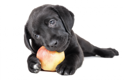 14 Lebensmittel, die Krebs bei Hunden vorbeugen