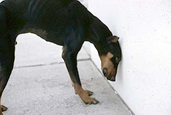 Hund drückt seinen Kopf gegen die Wand